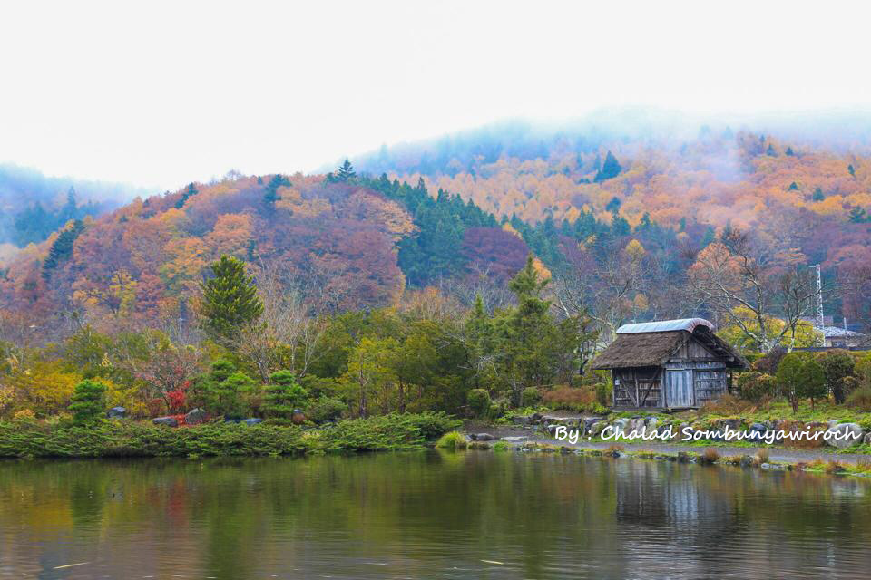 ญี่ปุ่น  โตเกียว พฤศจิกายน ใบไม้เปลี่ยนสี