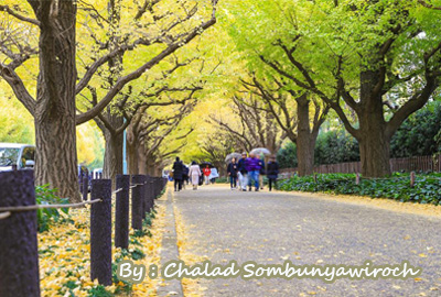 ใบไม้เปลี่ยนสี ณ. โตเกียว สวนสวยหลากสีสัน